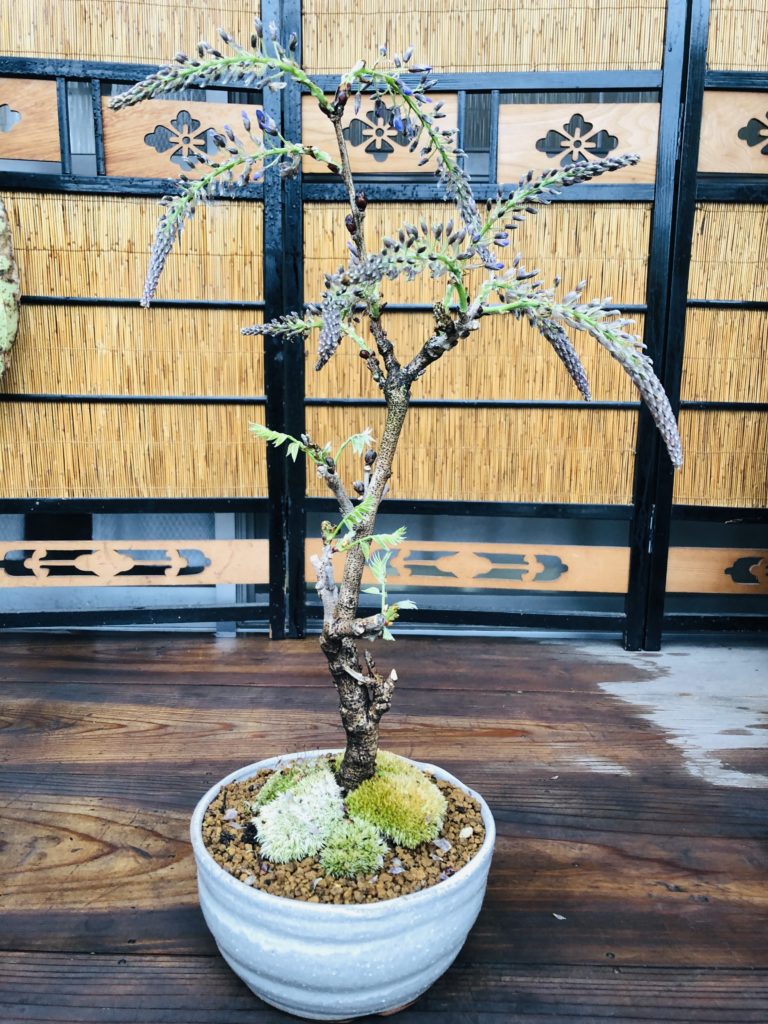 ふるさと納税でゲットした藤盆栽が開花間近！│Nature at Home