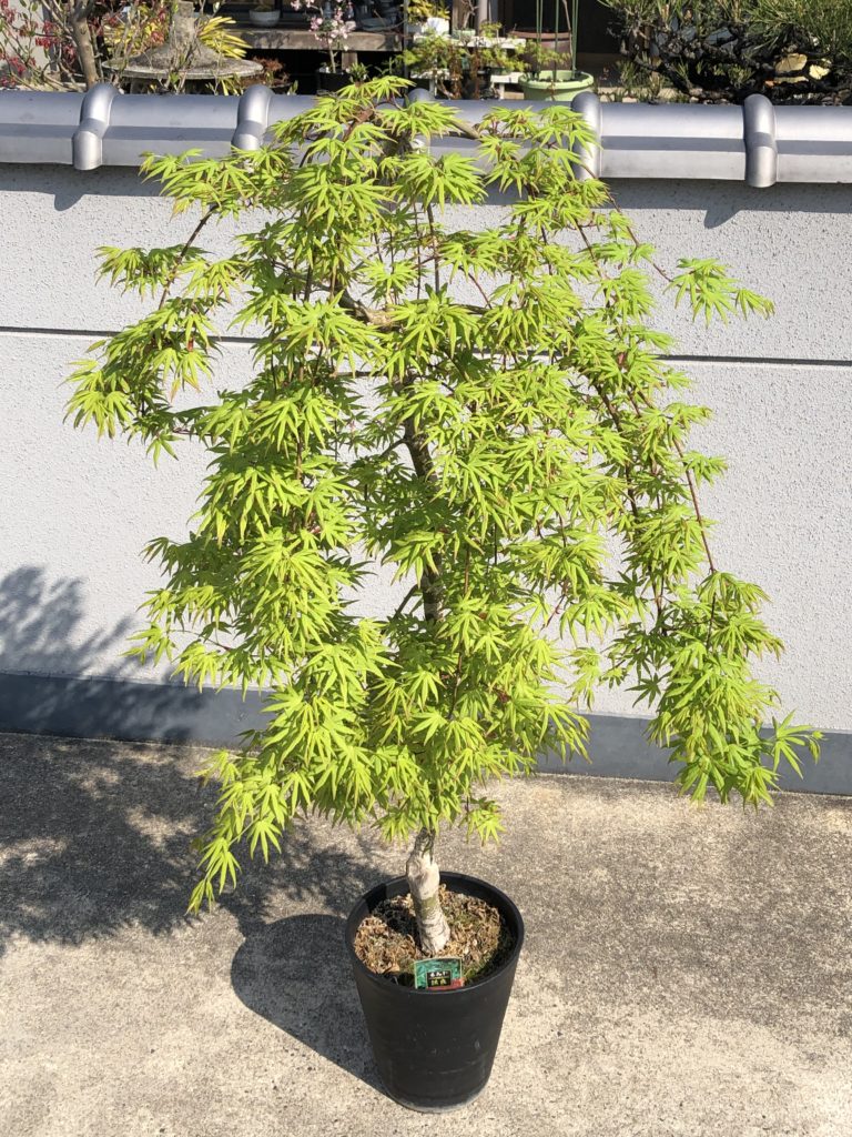 枝垂れもみじ 流泉 高さ約140㎝ - 植木、庭木