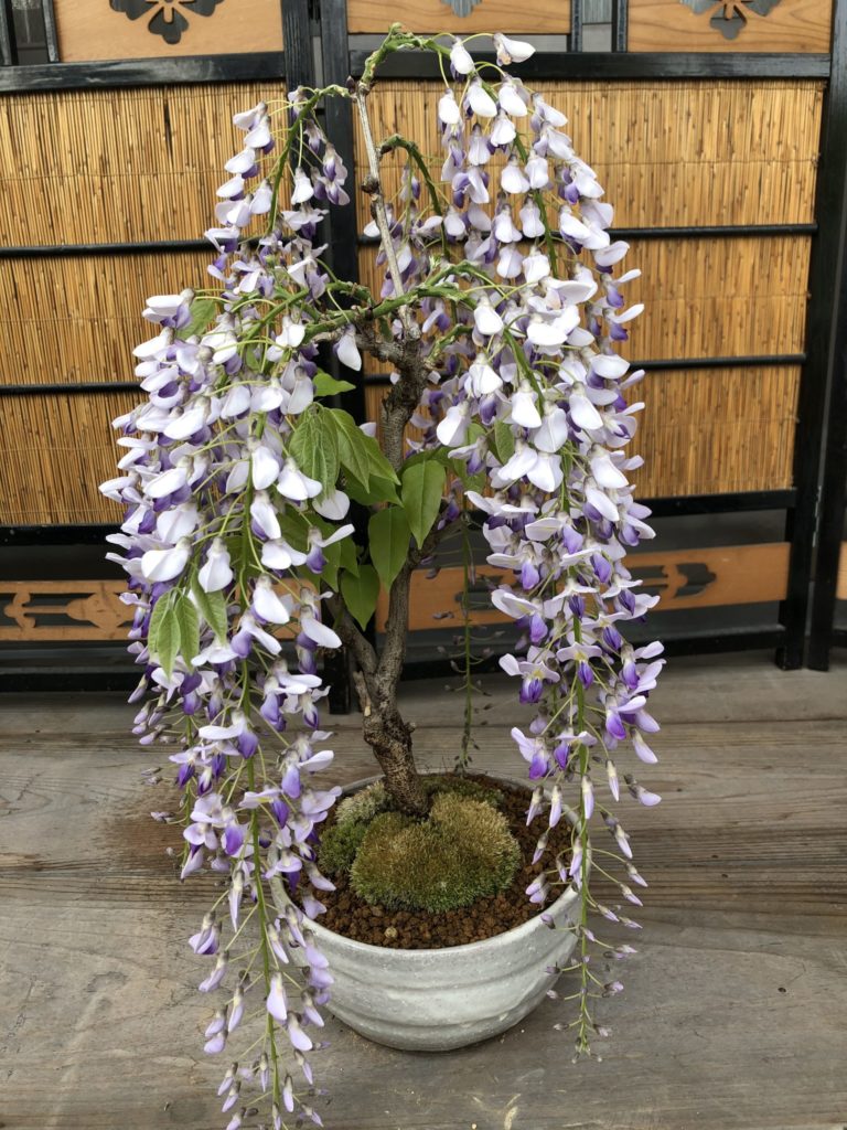 藤盆栽 楽天市場】育てる楽しみ藤盆栽 しだれ藤盆栽： 藤盆栽2025年4月