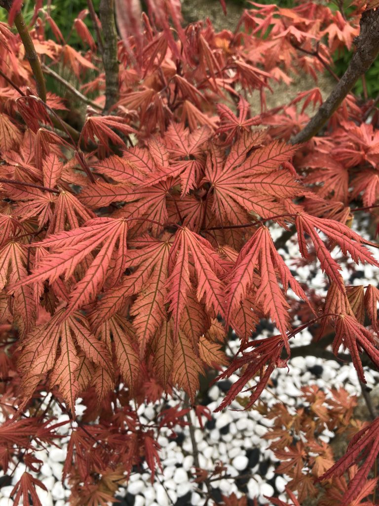 もみじの園芸品種紹介 第2弾 Nature At Home