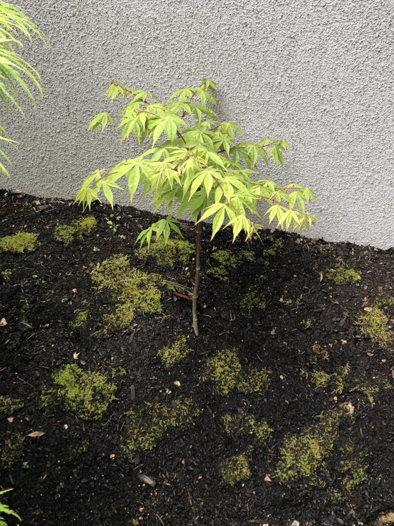 もみじの園芸品種紹介 第3弾│Nature at Home