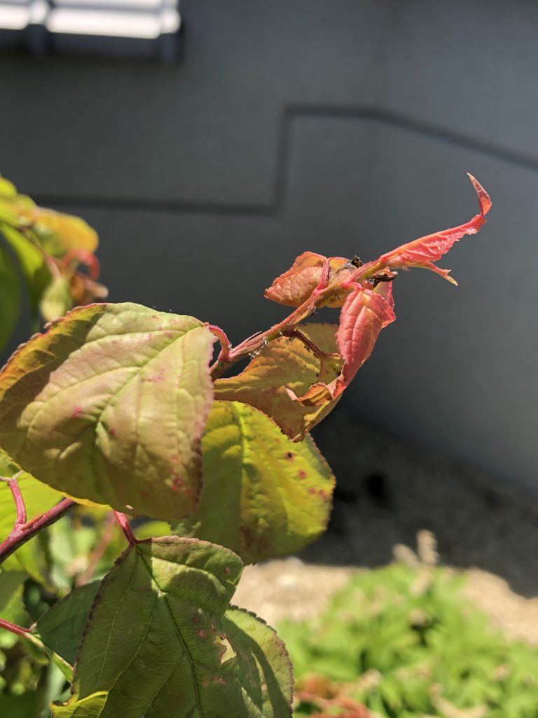 害虫から植木を守れ オルトラン粒剤の効果を検証 Nature At Home