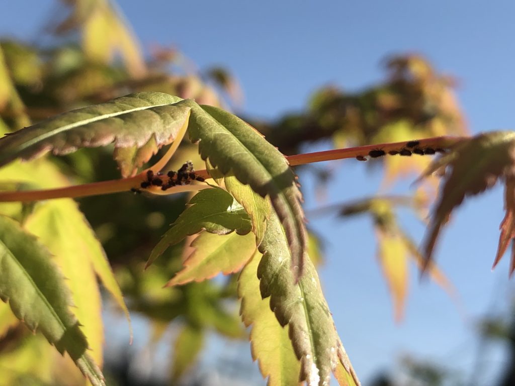 害虫から植木を守れ オルトラン粒剤の効果を検証 Nature At Home