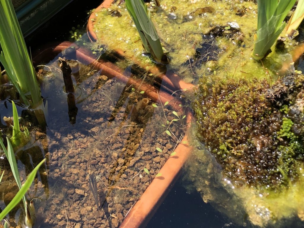 ビオトープのグロッソスティグマが越冬 水槽への移植をトライ Nature At Home