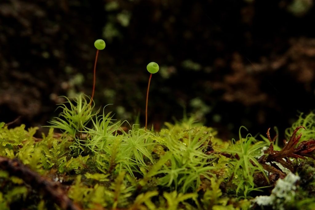 コケリウム ー コウヤノマンネングサ ヒノキゴケ タマゴケなど人気の苔を寄せ植え Nature At Home