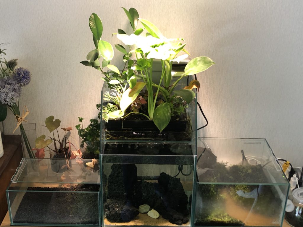 アクアポニックスの観葉植物を剪定│Nature at Home