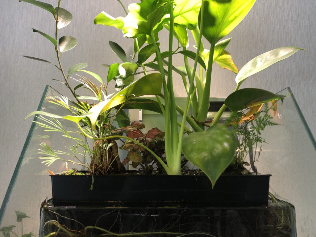 アクアポニックスの観葉植物を剪定 Nature At Home