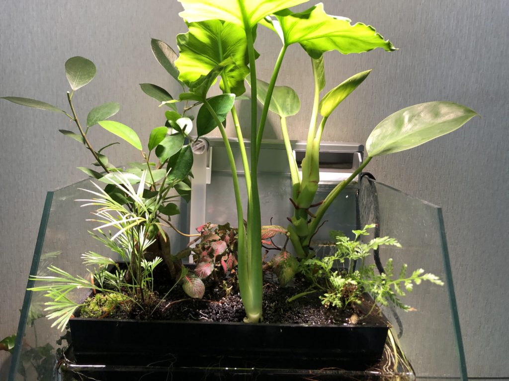 アクアポニックスの観葉植物を剪定 Nature At Home