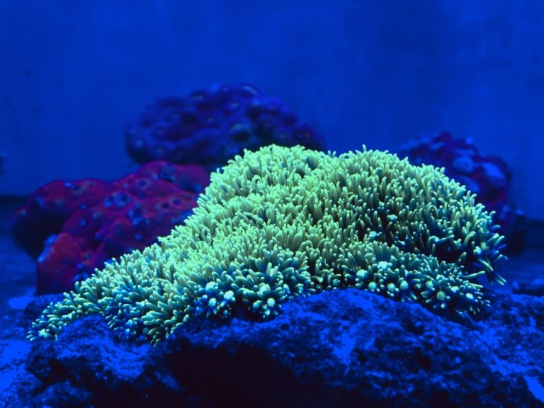 サンゴが育つ光・美しく発色する光の違いをわかりやすく解説│Nature