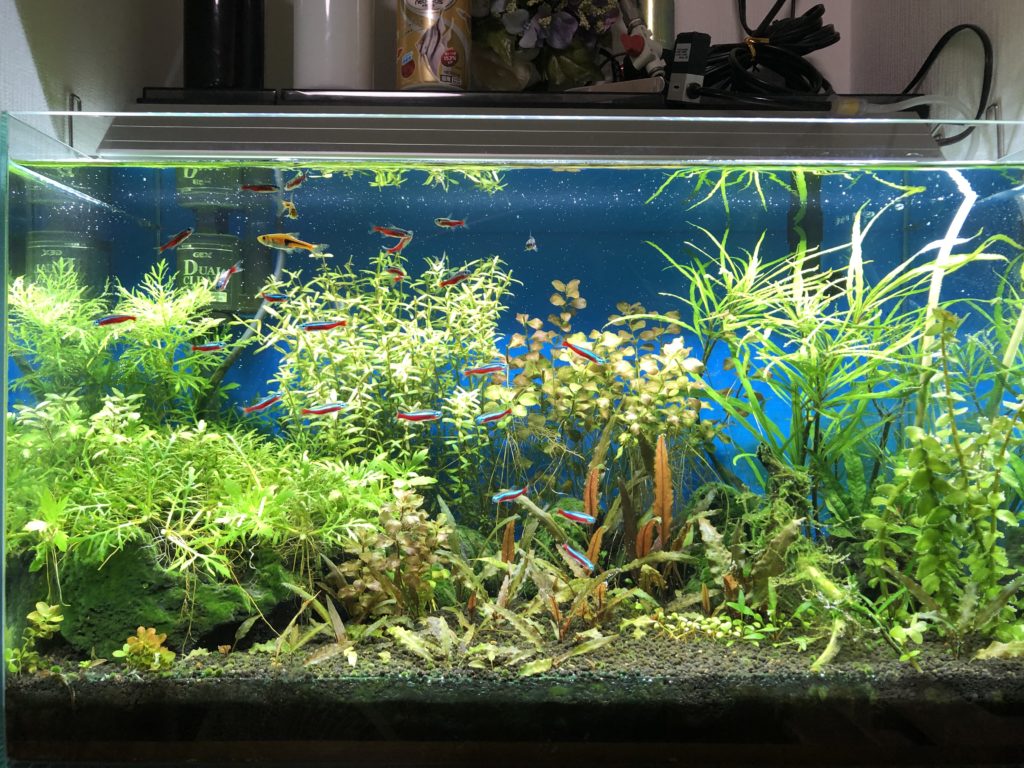 1カ月ぶりの報告 水槽の急な大量水換えによって調子を落とした水草水槽のその後 Nature At Home