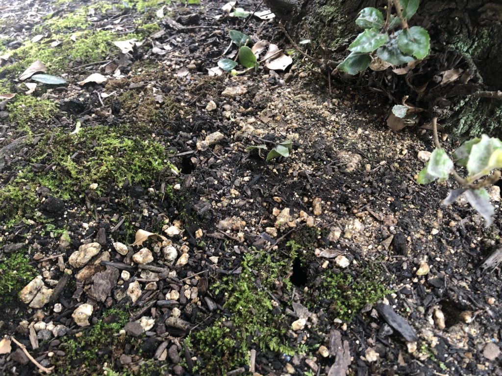 番外編 毎年恒例 木の根元にできる穴の正体 Nature At Home