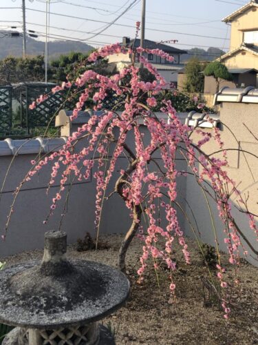 害虫から植木を守れ オルトラン粒剤の効果を検証 Nature At Home