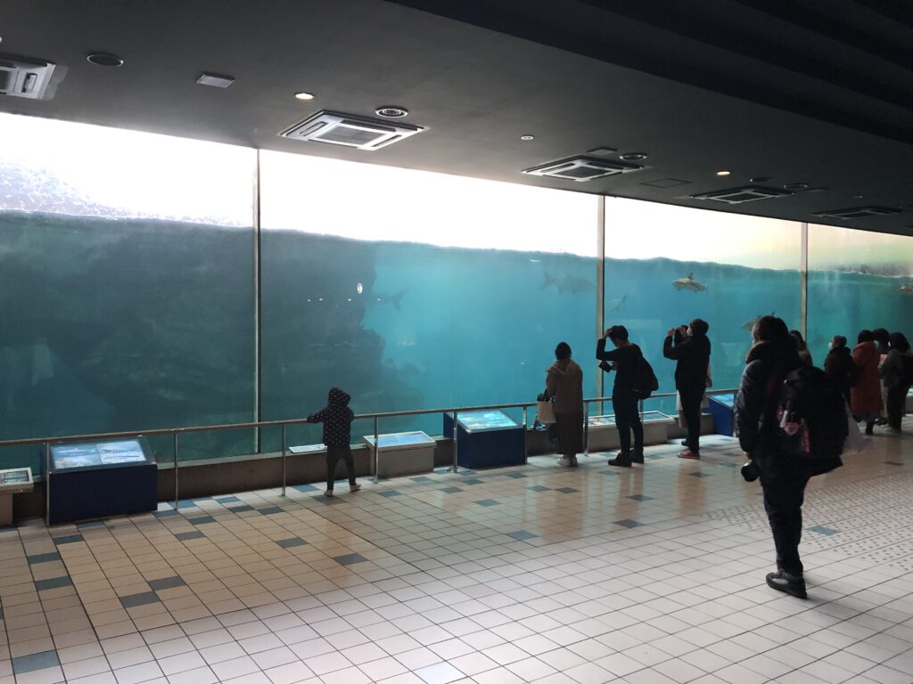 古代魚ファン必見 世界最大の淡水魚ピラルクを存分に楽しめる 須磨海浜水族園 を紹介