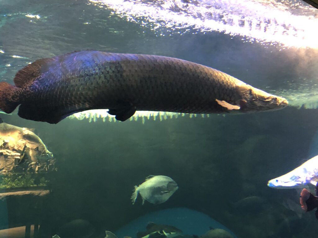 古代魚ファン必見 世界最大の淡水魚ピラルクを存分に楽しめる 須磨海浜水族園 を紹介