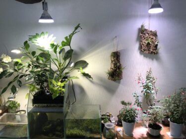 苔庭で好まれない苔 ゼニゴケ に効果的な駆除方法を検証 Nature At Home