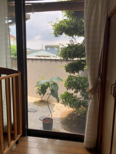 苔庭で好まれない苔 ゼニゴケ に効果的な駆除方法を検証 Nature At Home