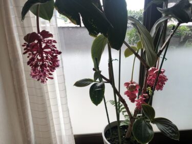 苔庭で好まれない苔 ゼニゴケ に効果的な駆除方法を検証 Nature At Home