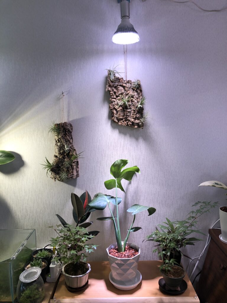 観葉植物育成用ledの効果はどれほどか 明るい日陰 Vs 植物用led で育成速度比較実験 条件 準備 Nature At Home