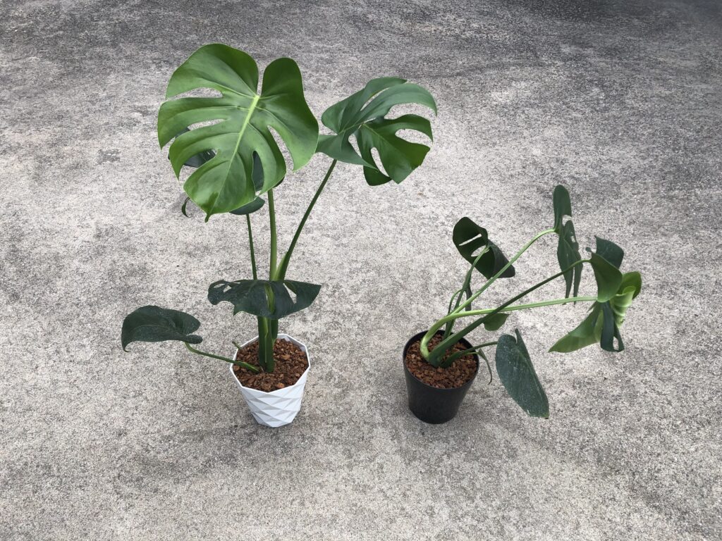 観葉植物育成用ledの効果はどれほどか 明るい日陰 Vs 植物用led で育成速度比較実験 結果 Nature At Home