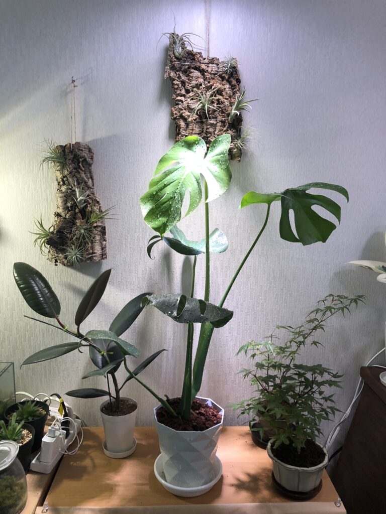 観葉植物育成用ledの効果はどれほどか 明るい日陰 Vs 植物用led で育成速度比較実験 結果 Nature At Home