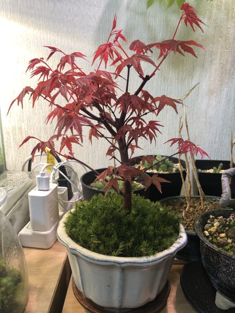 もみじ盆栽は水耕栽培できる アクアポニックスで日本庭園レイアウトに挑む Nature At Home