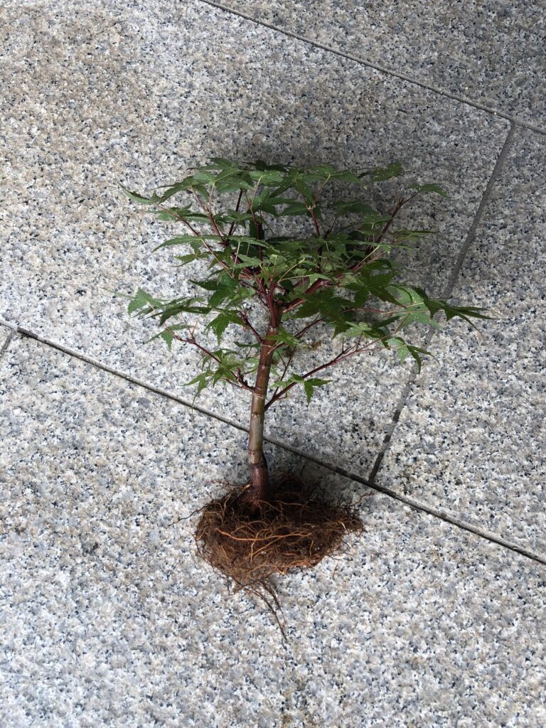 もみじ盆栽は水耕栽培できる アクアポニックスで日本庭園レイアウトに挑む Nature At Home