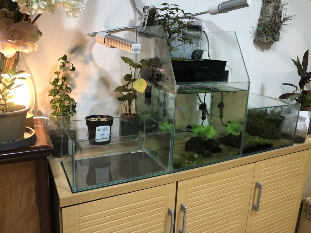 紅木化石を使用した高低差のある崖レイアウト Nature At Home