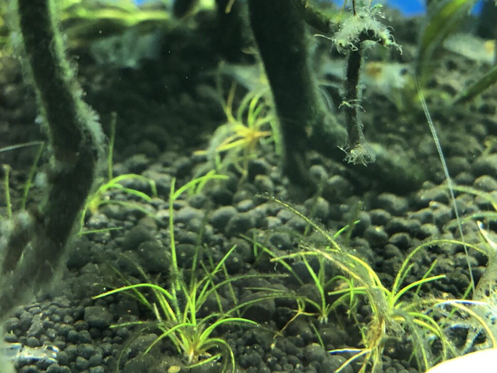 ヤマトヌマエビよりミナミヌマエビの方が良く食べるコケの種類 Nature At Home