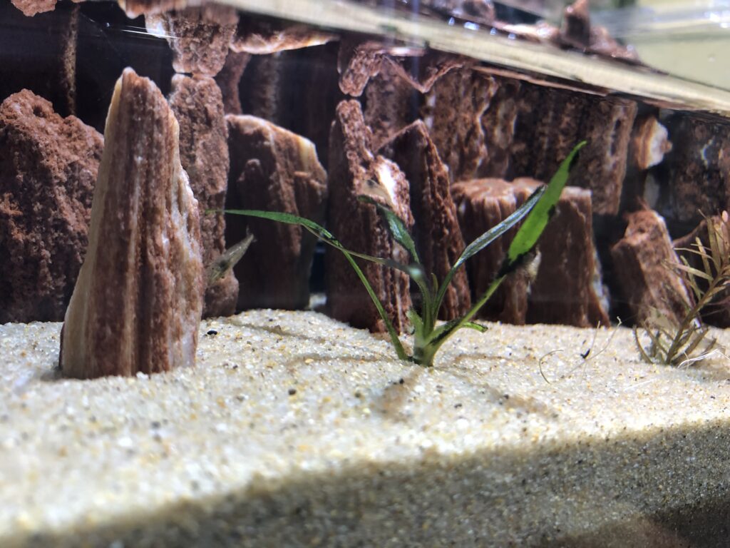 ヤマトヌマエビよりミナミヌマエビの方が良く食べるコケの種類 Nature At Home