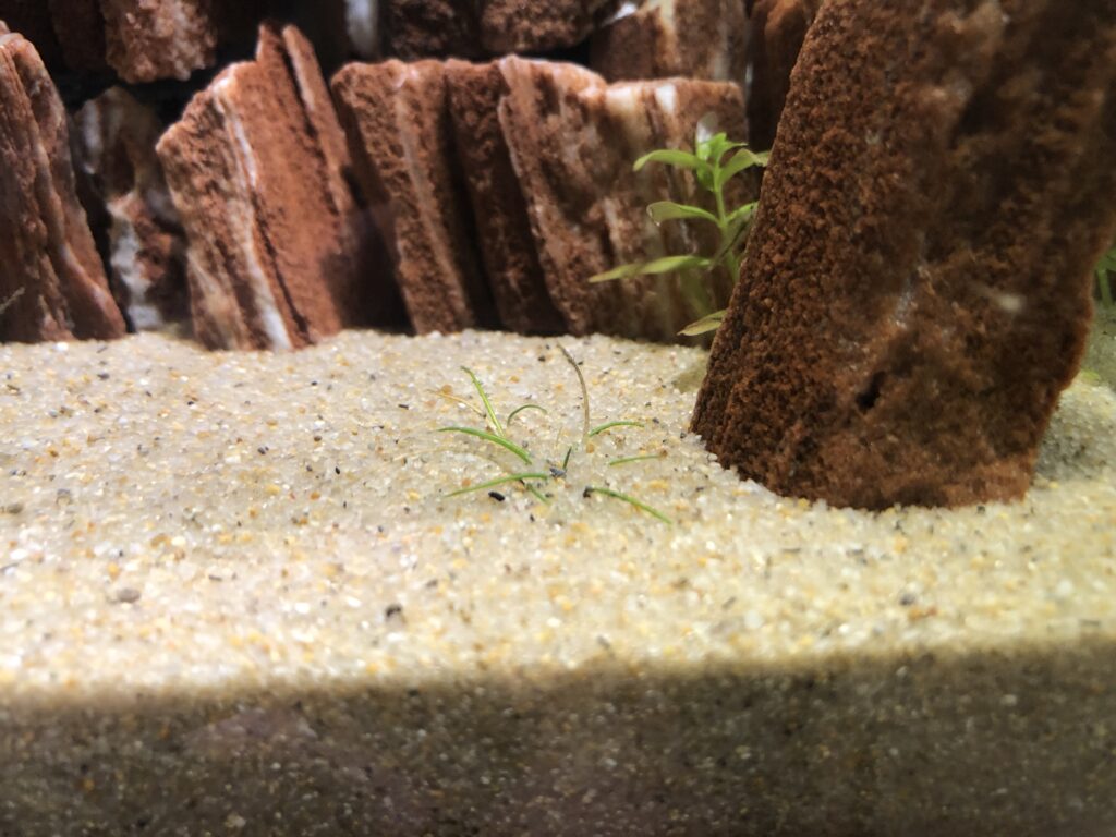 ヤマトヌマエビよりミナミヌマエビの方が良く食べるコケの種類 Nature At Home