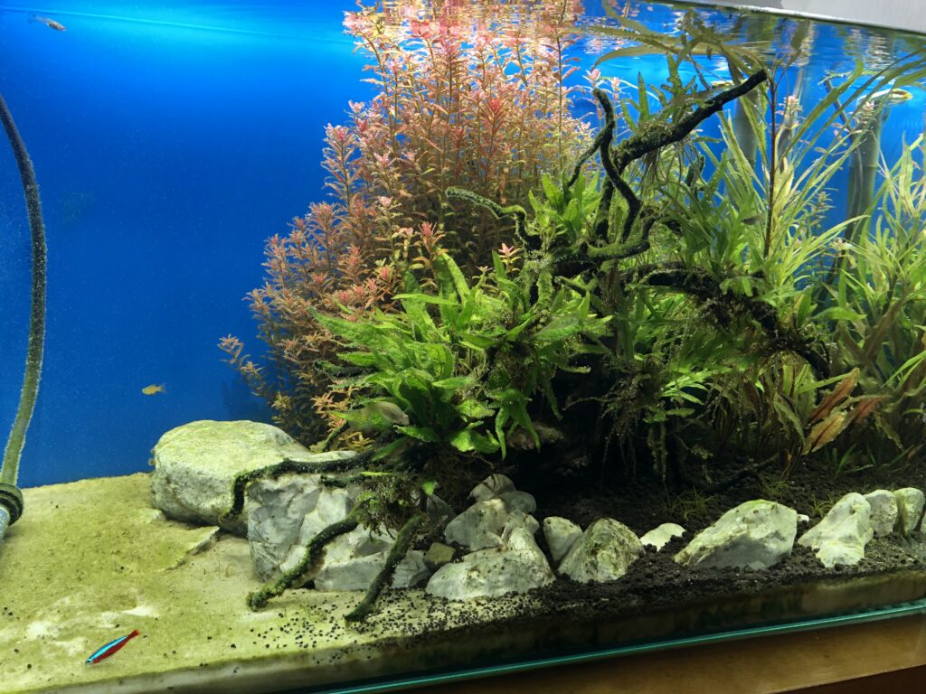 人口水草 底面フィルター ライト 気長