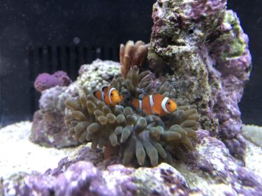 初めての海水魚飼育 カクレクマノミとイソギンチャクの共生 に挑む Nature At Home 初めての海水魚飼育 カクレクマノミとイソギンチャクの共生 に挑む Nature At Home