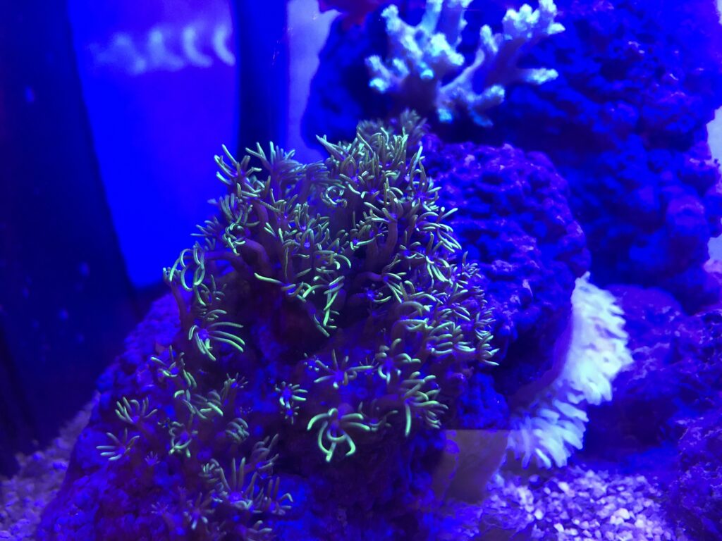 初めての海水魚飼育 『カクレクマノミとイソギンチャクの共生』 照明の