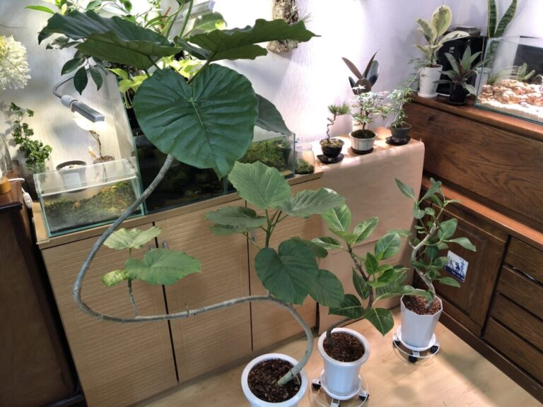 人気の観葉植物 『フィカス』の品種を紹介│Nature at Home