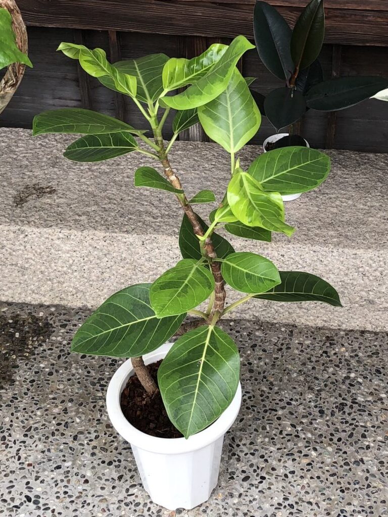 フィカス 濃い緑の観葉植物 人気の観葉植物 『フィカス』の品種を紹介│Nature at Home
