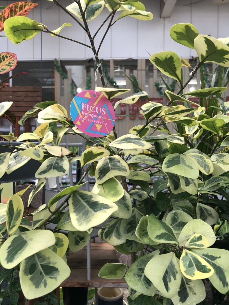 人気の観葉植物 『フィカス』の品種を紹介│Nature at Home