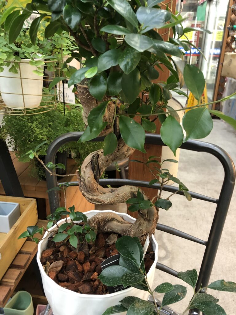 フィカス 観葉植物 フィカスソフィアの観葉植物 フェイクグリーン | 造花専門店プリマ