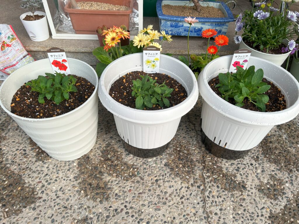 底面給水鉢のメリット・デメリットを検証 ～通常の鉢との比較